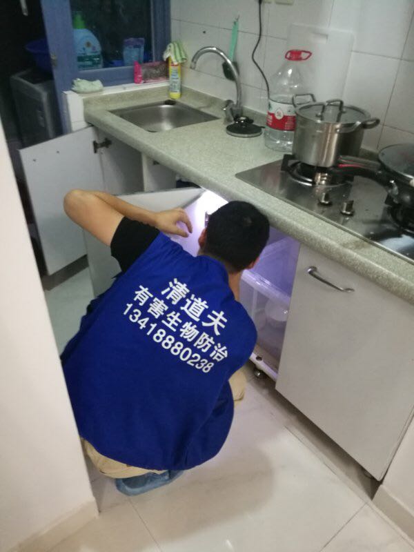 深圳专业灭白蚁服务