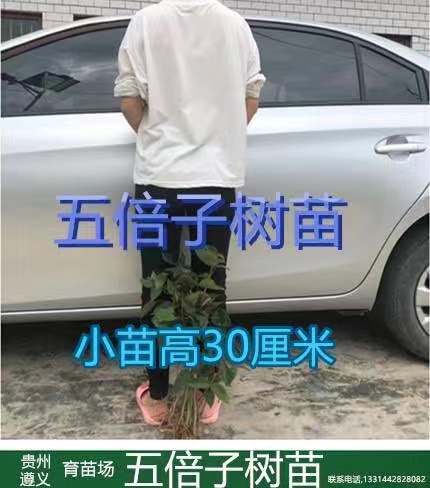 福建五倍子树苗批发