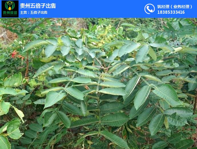 福建五倍子苗基多少钱