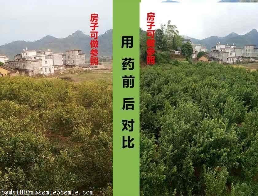 岑溪预防柑橘黄龙病的方法