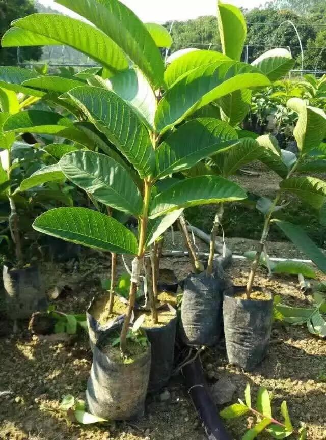 安顺番石榴苗多少钱一株  番石榴苗供应  大量番石榴苗供应