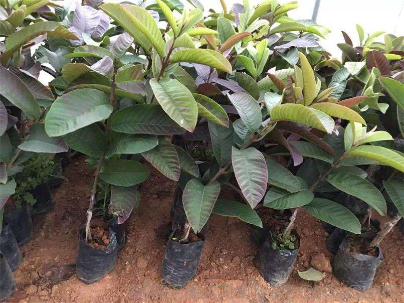 毕节番石榴苗价格  番石榴苗批发基地  番石榴苗供应商