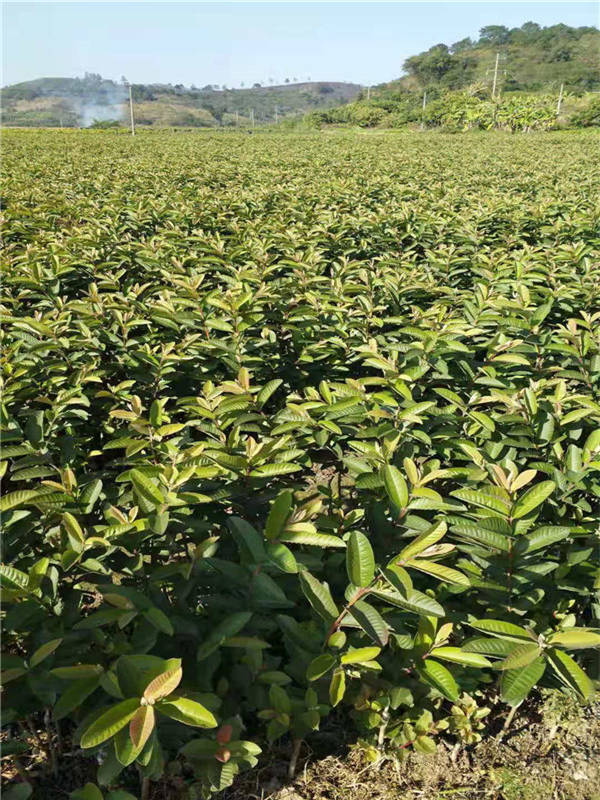 毕节番石榴苗价格  番石榴苗批发基地  番石榴苗供应商