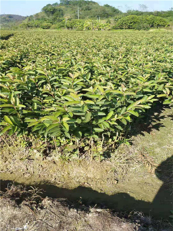 六盘水番石榴苗多少钱一株  番石榴苗哪家好  番石榴苗多少钱一棵