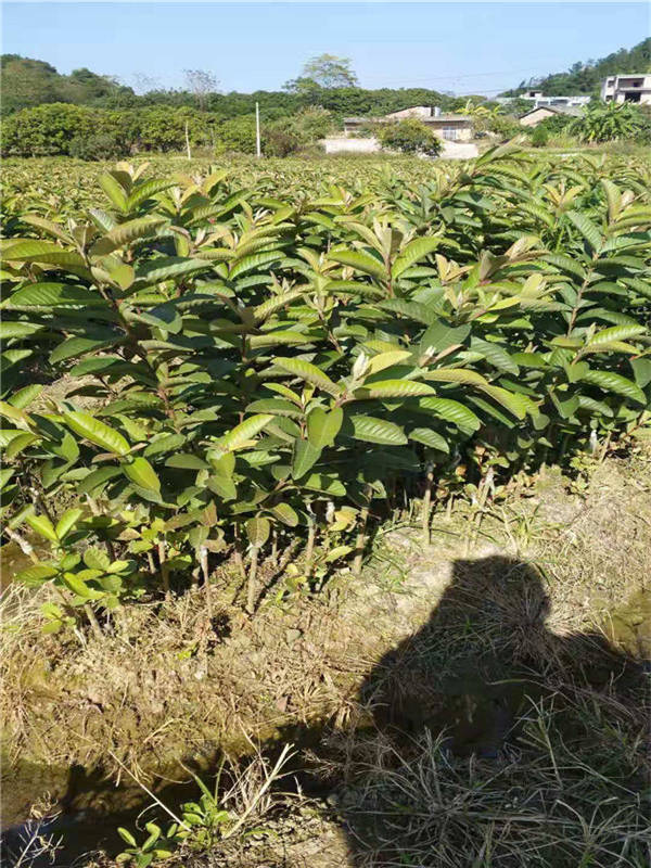 六盘水番石榴苗多少钱一株  番石榴苗哪家好  番石榴苗多少钱一棵