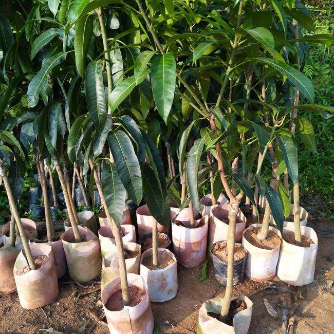 钦州挂七芒果苗批发价多少   挂七芒果苗批发   挂七芒果苗多少钱一棵