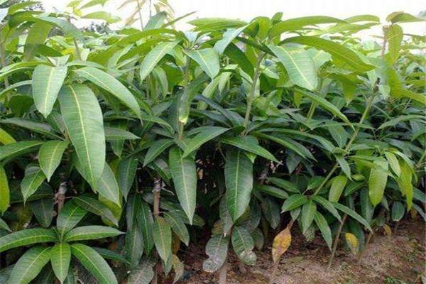 楚雄挂七芒果苗多少钱一株   挂七芒果苗批发基地   大量挂七芒果苗供应