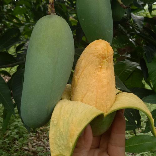 黔东挂七芒果苗什么价格   挂七芒果苗批发   挂七芒果苗基地