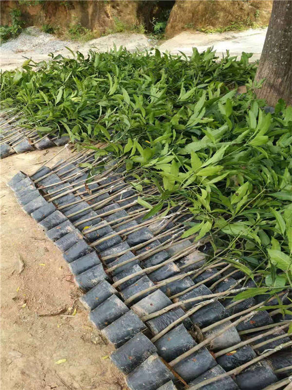 黔东挂七芒果苗什么价格   挂七芒果苗批发   挂七芒果苗基地