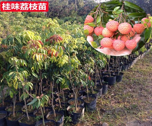 德宏桂味荔枝苗批发价多少   桂味荔枝苗批发基地  桂味荔枝苗批发供应商
