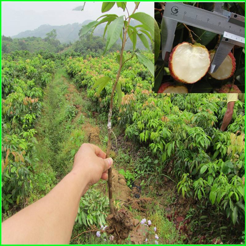 德宏桂味荔枝苗批发价多少   桂味荔枝苗批发基地  桂味荔枝苗批发供应商
