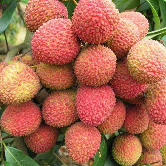 临沧桂味荔枝苗多少钱一株   桂味荔枝苗批发  桂味荔枝苗多少钱一棵