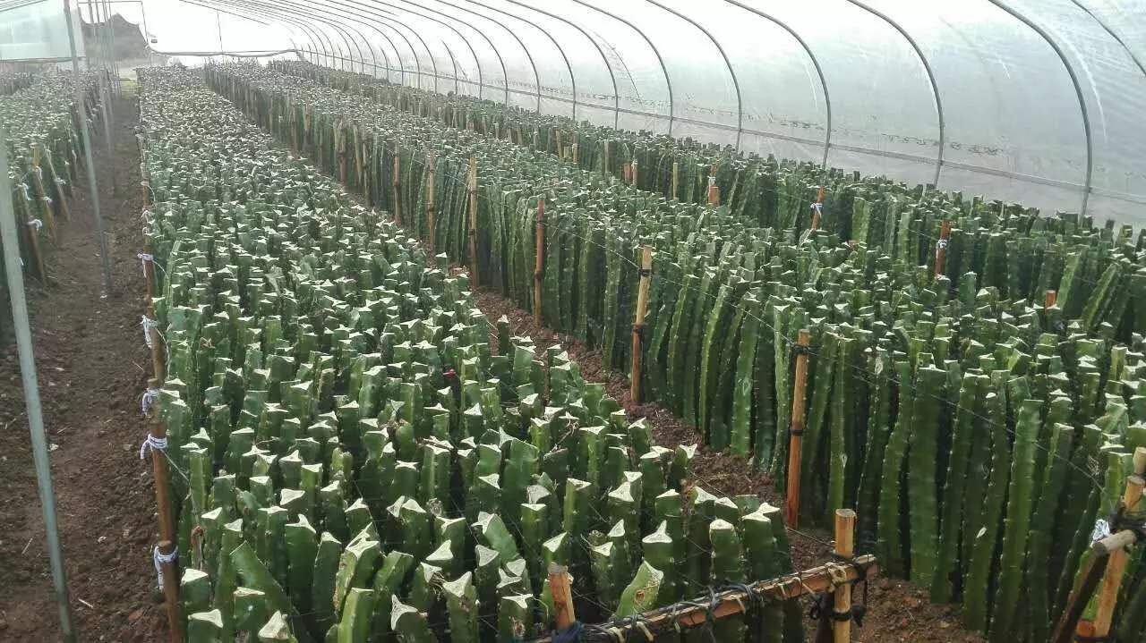 铜仁火龙果苗批发价多少  供应火龙果苗  大量火龙果苗供应