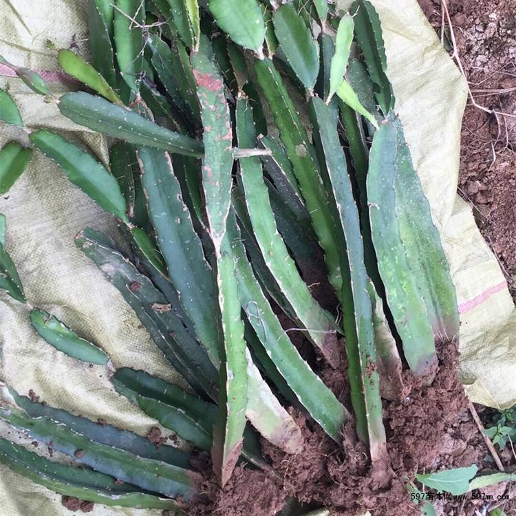 铜仁火龙果苗批发价多少  供应火龙果苗  大量火龙果苗供应