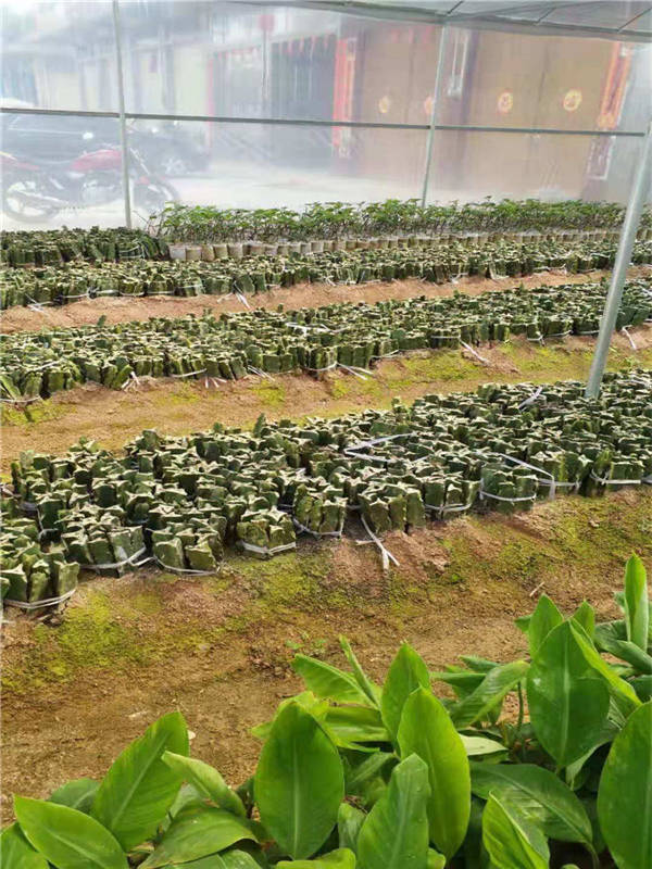 普洱火龙果苗价格  供应火龙果苗  火龙果苗多少钱一棵