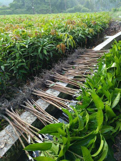 昆明金煌芒果苗价格   供应金煌芒果苗  大量金煌芒果苗供应