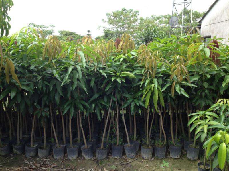 河池金煌芒果苗价格   金煌芒果苗批发基地  金煌芒果苗供应商