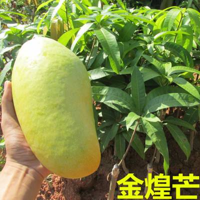 成都金煌芒果苗价格   金煌芒果苗供应  大量金煌芒果苗供应