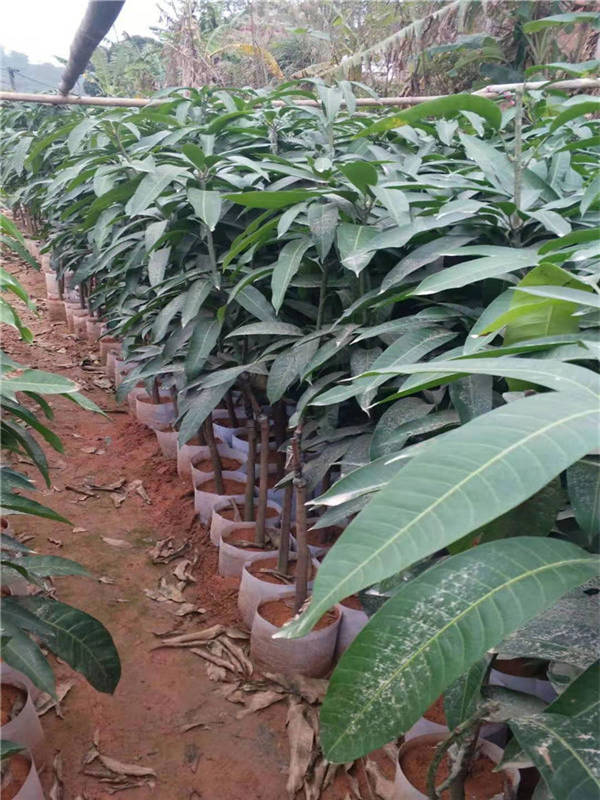 成都金煌芒果苗价格   金煌芒果苗供应  大量金煌芒果苗供应