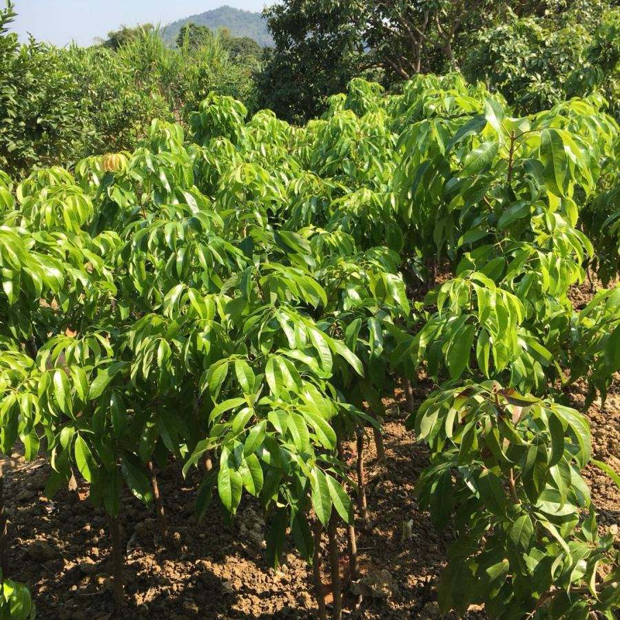德宏开丫荔枝杯苗多少钱一株  开丫荔枝杯苗供应  开丫荔枝杯苗基地