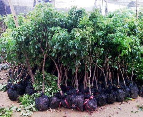 保山市开丫荔枝杯苗报价  开丫荔枝杯苗批发  开丫荔枝杯苗供应商