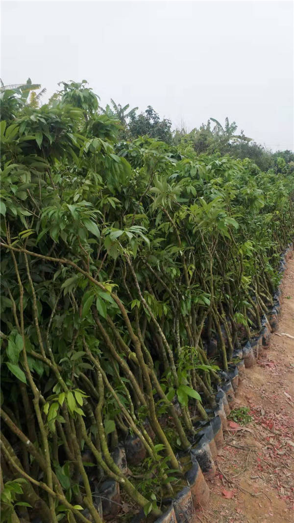 迪庆开丫荔枝杯苗报价  开丫荔枝杯苗批发基地  开丫荔枝杯苗供应商