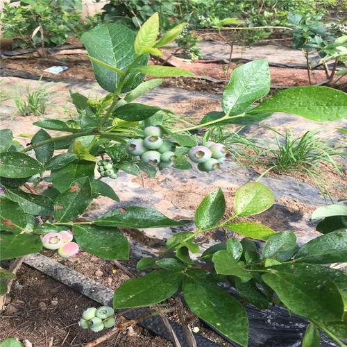 德宏蓝莓苗批发价多少   蓝莓苗供应  大量蓝莓苗供应