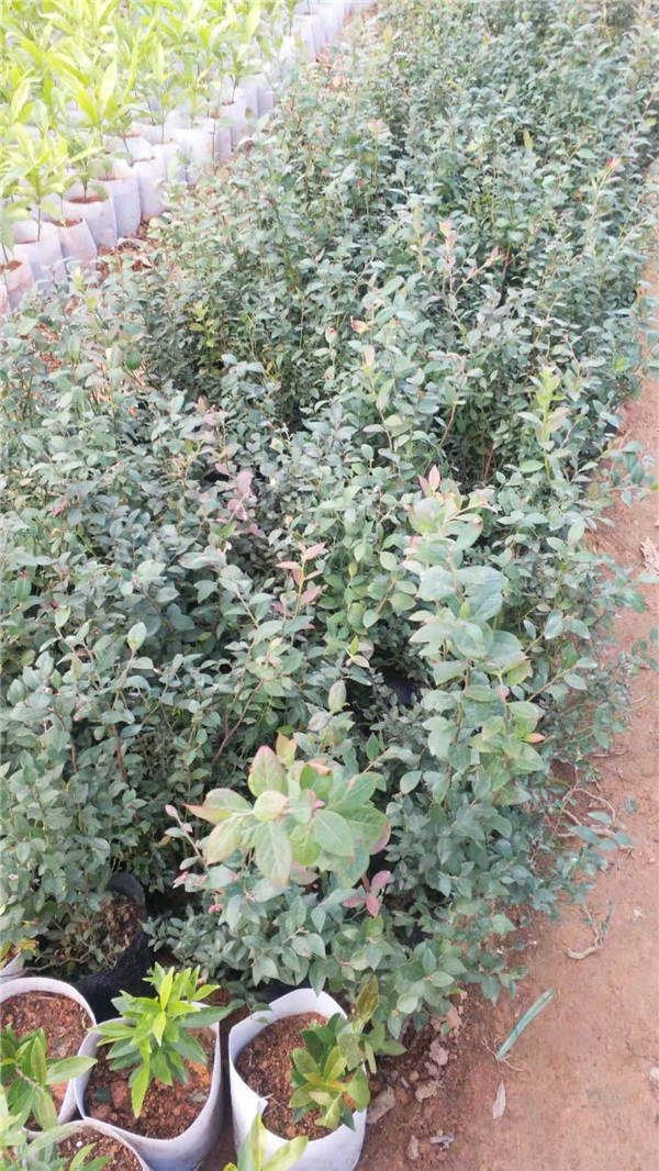 乐山蓝莓苗报价   蓝莓苗哪家好  蓝莓苗批发供应商