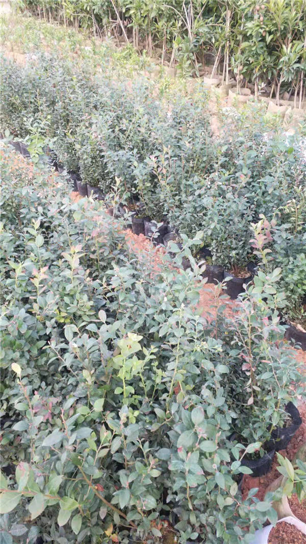 普洱蓝莓苗报价   蓝莓苗批发基地  蓝莓苗多少钱一棵