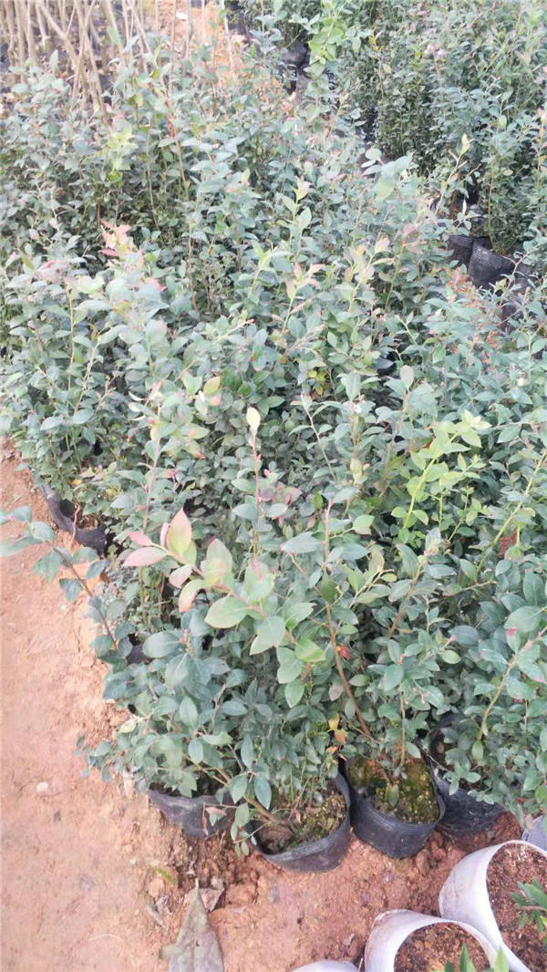 崇左蓝莓苗批发价多少   供应蓝莓苗  蓝莓苗批发供应商