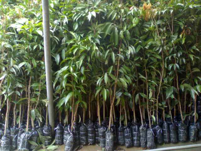 西双版纳荔枝苗报价   供应荔枝苗  荔枝苗基地