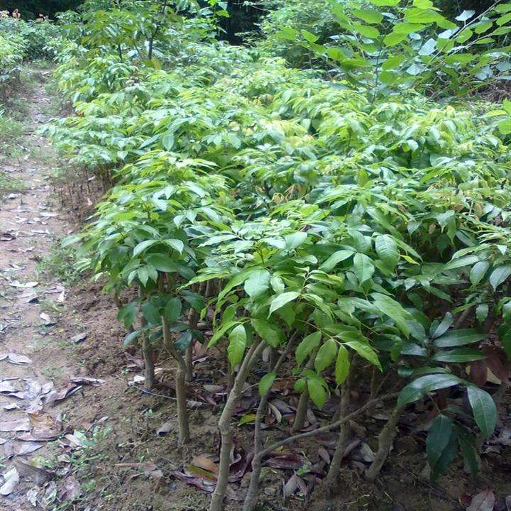 资阳荔枝苗价格   荔枝苗批发  荔枝苗多少钱一棵