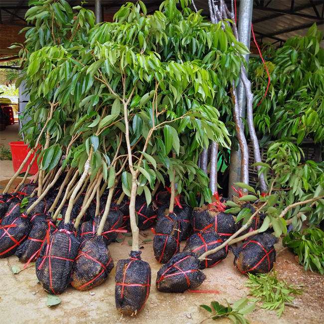 来宾荔枝苗报价   荔枝苗供应  荔枝苗多少钱一棵