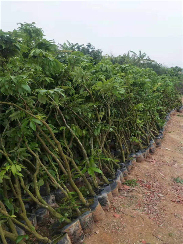 资阳荔枝苗价格   荔枝苗批发  荔枝苗多少钱一棵