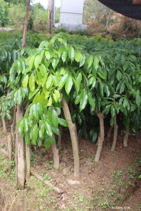 临沧荔枝桩头苗多少钱一株  荔枝桩头苗批发  大量荔枝桩头苗供应