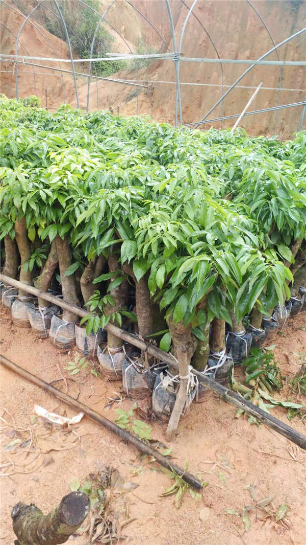 临沧荔枝桩头苗多少钱一株  荔枝桩头苗批发  大量荔枝桩头苗供应
