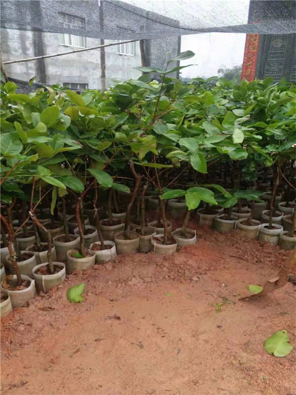 雅安莲雾苗什么价格  莲雾苗批发基地  莲雾苗批发供应商