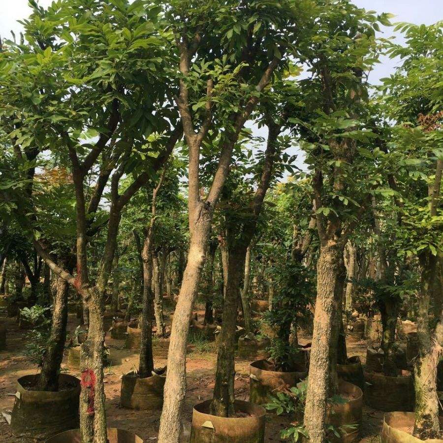 梧州龙眼苗绿化苗什么价格   龙眼苗绿化苗基地直销  龙眼苗绿化苗多少钱一棵