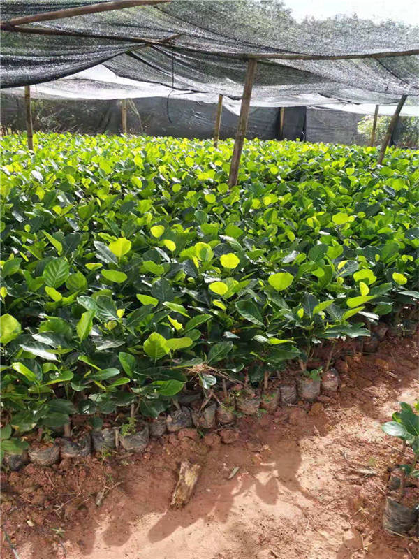 六盘水马来西亚菠萝蜜多少钱一株   马来西亚菠萝蜜批发基地   马来西亚菠萝蜜多少钱一棵