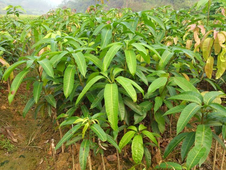 黔西芒果苗植生苗绿化苗多少钱一株   供应芒果苗植生苗绿化苗   芒果苗植生苗绿化苗基地