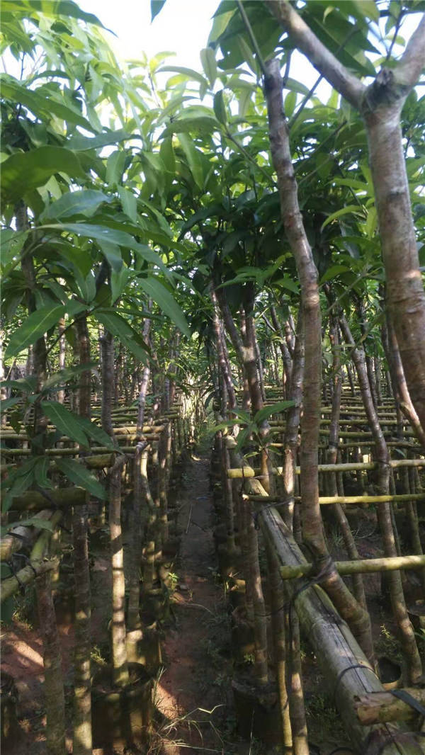 内江芒果苗植生苗绿化苗批发价多少   芒果苗植生苗绿化苗供应   大量芒果苗植生苗绿化苗供应
