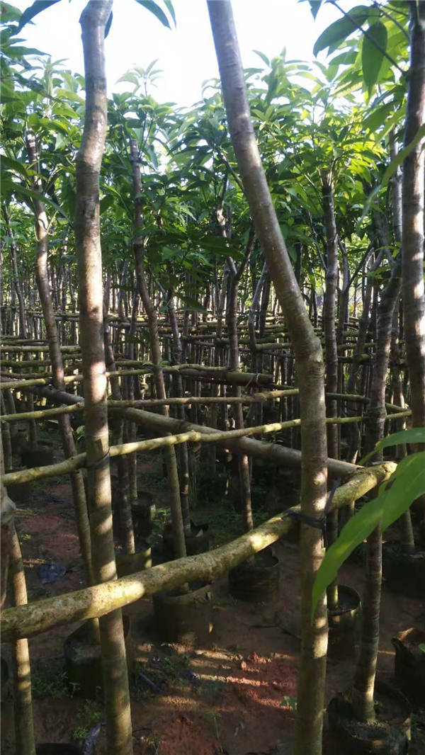黔西芒果苗植生苗绿化苗多少钱一株   供应芒果苗植生苗绿化苗   芒果苗植生苗绿化苗基地