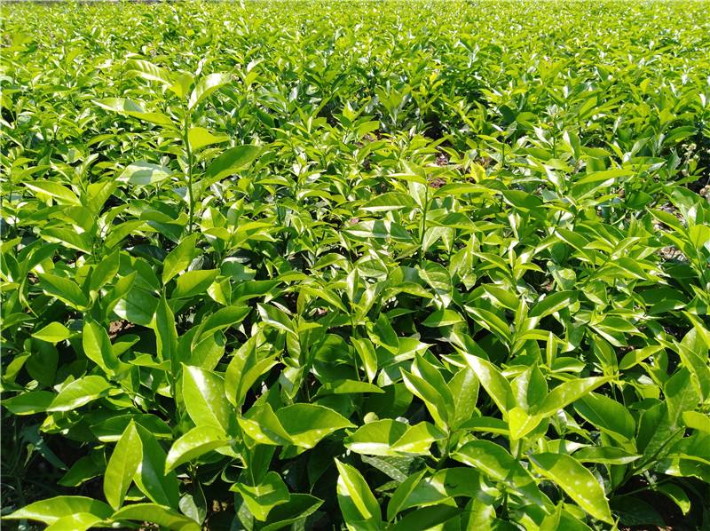 六盘水柠檬苗报价  柠檬苗供应  柠檬苗供应商