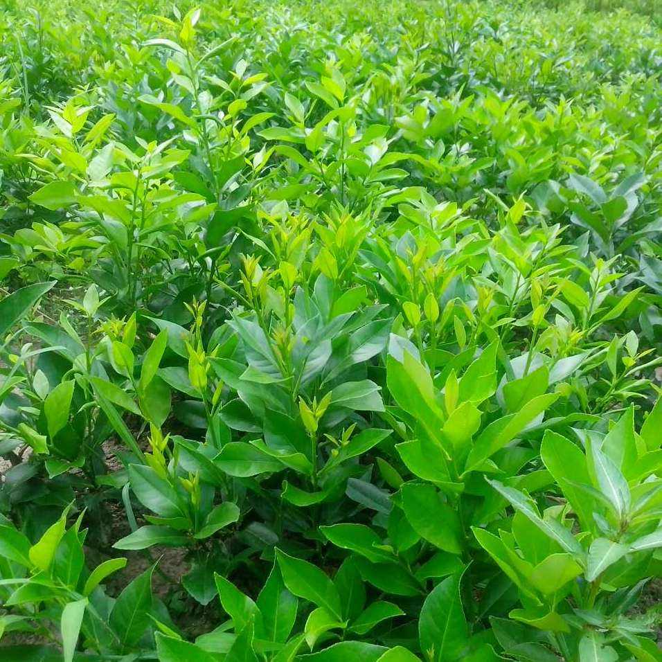 六盘水柠檬苗报价  柠檬苗供应  柠檬苗供应商