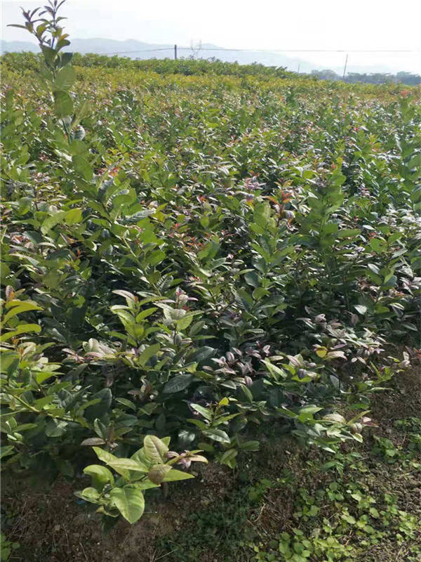 凉山柠檬苗价格  柠檬苗批发  柠檬苗基地