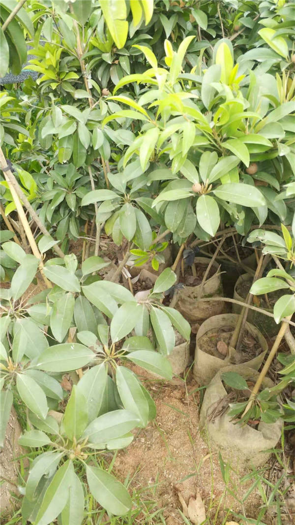 梧州人参果价格  人参果批发基地  大量人参果供应